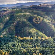 smiley face forest trees oregon